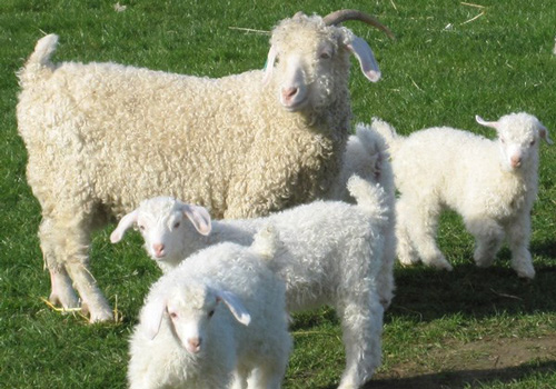 nuôi cừu lây lông dệt vải